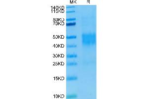 SDS-PAGE (SDS) image for Killer Cell Lectin-Like Receptor Subfamily C, Member 2 (KLRC2) (AA 98-231) protein (His-Avi Tag) (ABIN7275340)