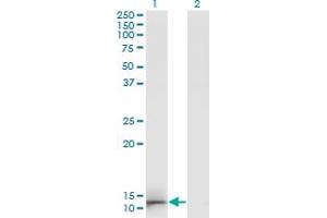 Western Blot analysis of GAL expression in transfected 293T cell line by GAL monoclonal antibody (M01A), clone 3C1-G5. (GAL 抗体  (AA 1-123))