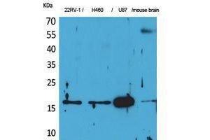 Western Blotting (WB) image for anti-Apelin (APLN) (C-Term) antibody (ABIN3178194) (Apelin 抗体  (C-Term))