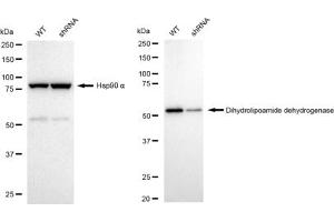 Western blotting analysis using Dihydrolipoamide dehydrogenase antibody (ABIN7798335). (Recombinant DLD 抗体)