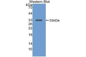 Western Blotting (WB) image for anti-Alanine Aminotransferase (ALT) (AA 143-417) antibody (ABIN1077757) (ALT 抗体  (AA 143-417))