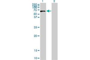 Western Blot analysis of UPF3A expression in transfected 293T cell line by UPF3A monoclonal antibody (M06), clone 2E2. (UPF3A 抗体  (AA 274-374))