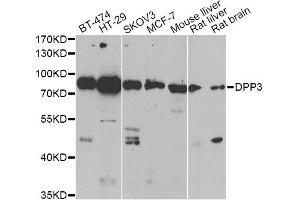 Western blot analysis of extracts of various cell lines, using DPP3 antibody. (DPP3 抗体)