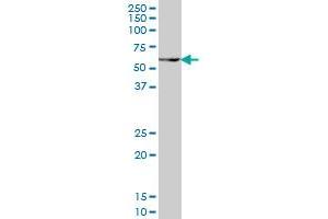 PAX7 monoclonal antibody (M05), clone 1E12 Western Blot analysis of PAX7 expression in NIH/3T3 . (PAX7 抗体  (AA 411-520))