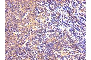IHC image of ABIN7143989 diluted at 1:300 and staining in paraffin-embedded human lymph node tissue performed on a Leica BondTM system. (Monoamine Oxidase B 抗体  (AA 2-489))