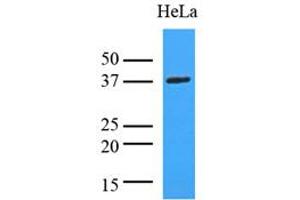 Western Blotting (WB) image for anti-Lactate Dehydrogenase A (LDHA) (AA 1-332), (N-Term) antibody (ABIN492379) (Lactate Dehydrogenase A 抗体  (N-Term))