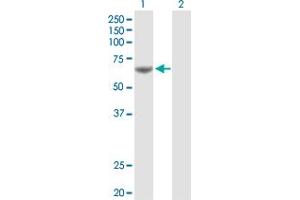 Western Blot analysis of PDE1A expression in transfected 293T cell line by PDE1A MaxPab polyclonal antibody. (PDE1A 抗体  (AA 1-545))