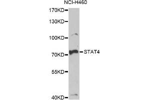 Western blot analysis of extracts of NCI-H460 cells, using STAT4 antibody. (STAT4 抗体)