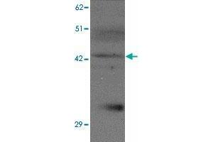 Western blot analysis of SLC39A13 in K-562 cell lysate with SLC39A13 polyclonal antibody  at 1 ug/mL. (SLC39A13 抗体  (N-Term))