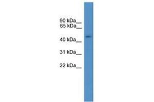 Image no. 1 for anti-General Transcription Factor IIA, 1-Like (GTF2A1L) (AA 371-420) antibody (ABIN6746378) (GTF2A1L 抗体  (AA 371-420))