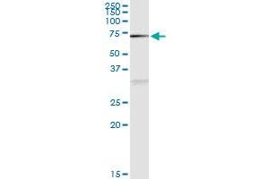 Immunoprecipitation of NAE1 transfected lysate using anti-NAE1 MaxPab rabbit polyclonal antibody and Protein A Magnetic Bead , and immunoblotted with NAE1 purified MaxPab mouse polyclonal antibody (B01P) . (NAE1 抗体  (AA 1-534))