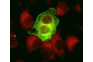 Immunofluorescence (IF) image for anti-Herpes Simplex Virus Type 1, Glycoprotein C (HSV1 gC) antibody (ABIN265558)