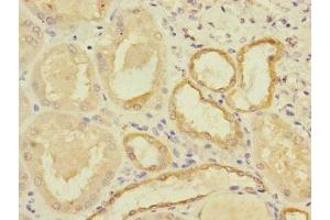 Immunohistochemistry of paraffin-embedded human kidney tissue using ABIN7160377 at dilution of 1:100 (MYBL1 抗体  (AA 503-752))
