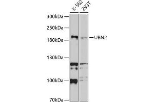 Western blot analysis of extracts of various cell lines, using UBN2 antibody (ABIN6135065, ABIN6149857, ABIN6149858 and ABIN6214800) at 1:1000 dilution. (UBN2 抗体  (AA 1-100))