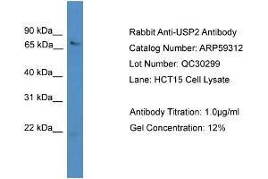 WB Suggested Anti-USP2  Antibody Titration: 0. (USP2 抗体  (N-Term))