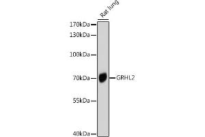 Western blot analysis of extracts of Rat lung, using GRHL2 antibody (ABIN6131917, ABIN6141384, ABIN6141385 and ABIN6214306) at 1:1000 dilution. (GRHL2 抗体  (AA 80-250))