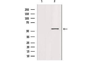 Western blot analysis of extracts from 293, using KLF11 Antibody. (KLF11 抗体  (N-Term))