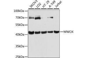 Western blot analysis of extracts of various cell lines, using WWOX antibody  at 1:3000 dilution. (WWOX 抗体  (AA 1-120))