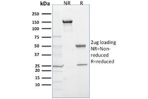 SDS-PAGE Analysis Purified EGLN1 / PHD2 Mouse Monoclonal Antibody (366G/76/3). (EGLN1 抗体  (AA 1-24))