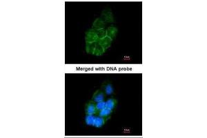 ICC/IF Image Immunofluorescence analysis of paraformaldehyde-fixed A431, using Annexin II , antibody at 1:200 dilution. (Annexin A2 抗体)