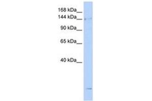 Image no. 1 for anti-Structural Maintenance of Chromosomes 4 (SMC4) (AA 36-85) antibody (ABIN6743408) (SMC4 抗体  (AA 36-85))