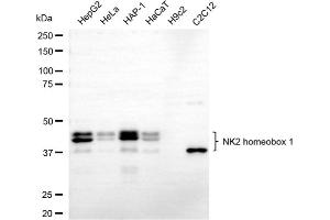 Western blotting analysis using NK2 homeobox 1 antibody (ABIN7799607).