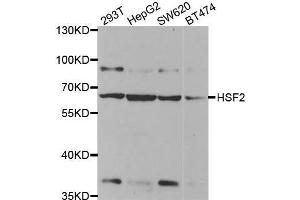 Western blot analysis of extracts of various cell lines, using HSF2 antibody. (HSF2 抗体)