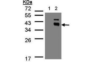 Western Blot analysis: PP2C kappa/PPM1K antibody staining of transfected 293T cell line at 1/500, 12% SDS PAGE Lane 1: Non-transfected lysate. (PPM1K 抗体  (N-Term))
