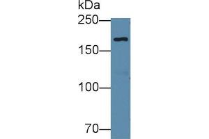 Western blot analysis of Human 293T cell lysate, using Mouse EPRS Antibody (1 µg/ml) and HRP-conjugated Goat Anti-Rabbit antibody ( (EPRS 抗体  (AA 1007-1512))