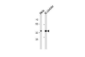 EIF3H Antibody (N-term) (ABIN1882076 and ABIN2840901) western blot analysis in Hela cell line and mouse bladder tissue lysates (35 μg/lane). (EIF3H 抗体  (C-Term))