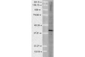 Western Blot analysis of Human Cell lysates showing detection of Aha1 protein using Rat Anti-Aha1 Monoclonal Antibody, Clone 25F2. (AHSA1 抗体  (FITC))