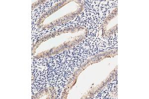 Immunohistochemical analysis of paraffin-embedded Human uterus tissue using (ABIN6242718 and ABIN6577914) performed on the Leica® BOND RXm. (DKK1 抗体  (AA 1-266))
