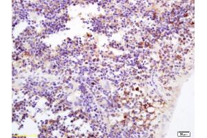 Formalin-fixed and paraffin embedded mouse spleen labeled with Rabbit Anti TSPAN9/NET-5 Polyclonal Antibody, Unconjugated (ABIN1387820) at 1:200 followed by conjugation to the secondary antibody and DAB staining (Tetraspanin 9 抗体  (AA 180-203))