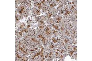 Immunohistochemical staining of human pancreas with ISG20L2 polyclonal antibody  shows distinct nuclear and cytoplasmic positivity in intercalated ducts at 1:50-1:200 dilution. (ISG20L2 抗体)