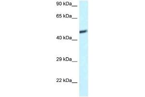 Western Blot showing DAP3 antibody used at a concentration of 1 ug/ml against U937 Cell Lysate (DAP3 抗体  (C-Term))