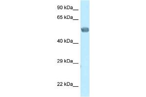 WB Suggested Anti-Eed Antibody Titration: 1. (EED 抗体  (N-Term))
