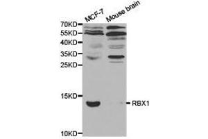 Western Blotting (WB) image for anti-Ring-Box 1, E3 Ubiquitin Protein Ligase (RBX1) antibody (ABIN1874569) (RBX1 抗体)