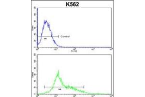 Flow cytometric analysis of k562 cells (bottom histogram) compared to a negative control cell (top histogram). (PARD3 抗体  (C-Term))