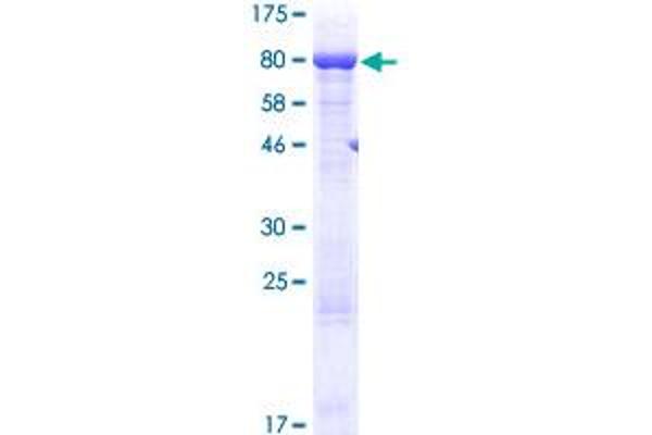 AARSD1 Protein (AA 1-525) (GST tag)