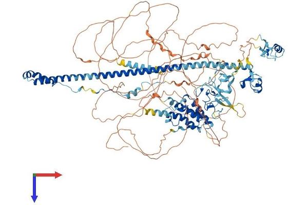 TRIM33 Protein (AA 1-1127) (His tag)