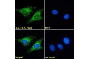 ABIN185053 Immunofluorescence analysis of paraformaldehyde fixed HeLa cells, permeabilized with 0. (FBXL2 抗体  (N-Term))
