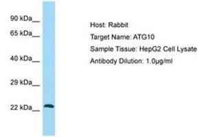 Image no. 1 for anti-Autophagy Related 10 (ATG10) (C-Term) antibody (ABIN6749947) (ATG10 抗体  (C-Term))