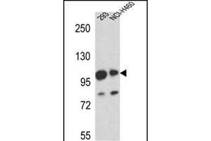 ML1 Antibody (Center) (ABIN655505 and ABIN2845021) western blot analysis in 293,NCI- cell line lysates (35 μg/lane). (MAML1 抗体  (AA 198-225))