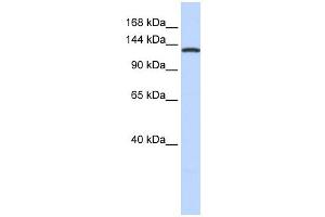 VARS antibody used at 1 ug/ml to detect target protein. (VARS 抗体  (Middle Region))