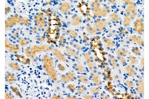 ABIN6264110 and ABIN6273291 at 1/100 staining Rat kidney tissue by IHC-P. (PDHB 抗体  (N-Term))