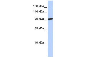 WB Suggested Anti-SIDT2 Antibody Titration:  0. (SIDT2 抗体  (N-Term))