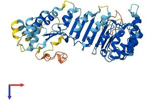 AlphaFold protein structure predicition of Human Recombinant PRAMEF13 Protein, UniprotID Q5VWM6