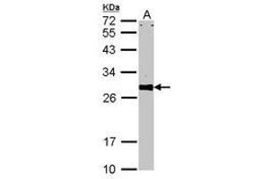 Image no. 2 for anti-VAMP (Vesicle-Associated Membrane Protein)-Associated Protein A, 33kDa (VAPA) (AA 79-92) antibody (ABIN467553) (VAPA 抗体  (AA 79-92))