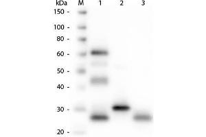 Western Blot of Anti-Chicken IgG (H&L) (GOAT) Antibody . (山羊 anti-小鸡 IgG (Heavy & Light Chain) Antibody (Texas Red (TR)) - Preadsorbed)