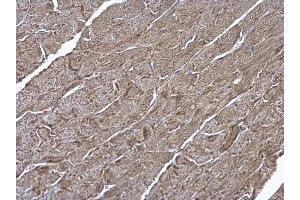 IHC-P Image ATP6V1H antibody [N3C3] detects ATP6V1H protein at cytoplasm on mouse heart by immunohistochemical analysis.